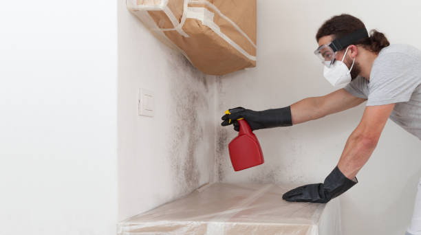 Professional Basement Mold Removal technician working in Windsor, CO