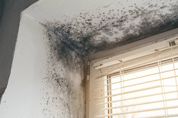 Affordable Basement Mold Removal solutions in Windsor, CO